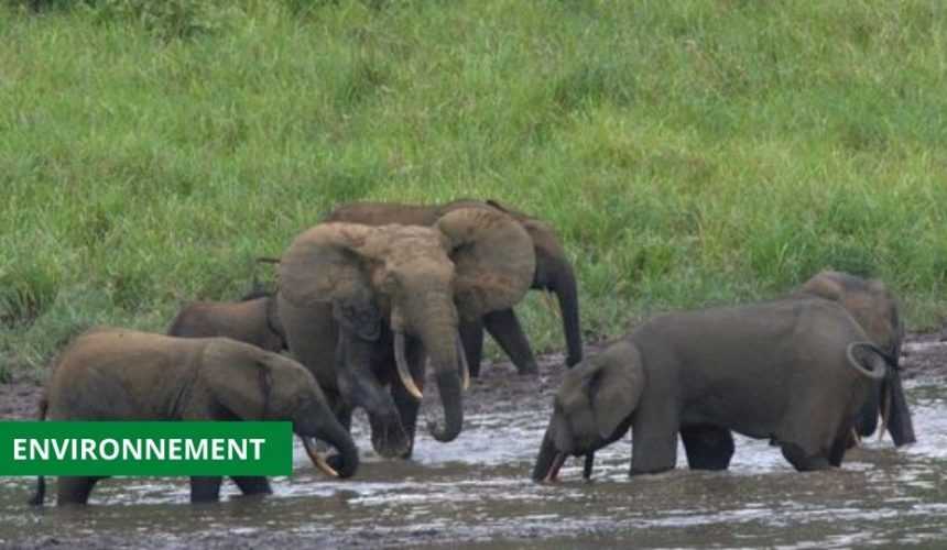Medias241.com-GABON-AU GABON, LES ÉLÉPHANTS PROTÉGÉS PAR LE SOUS-DÉVELOPPEMENT DU RÉSEAU ROUTIER