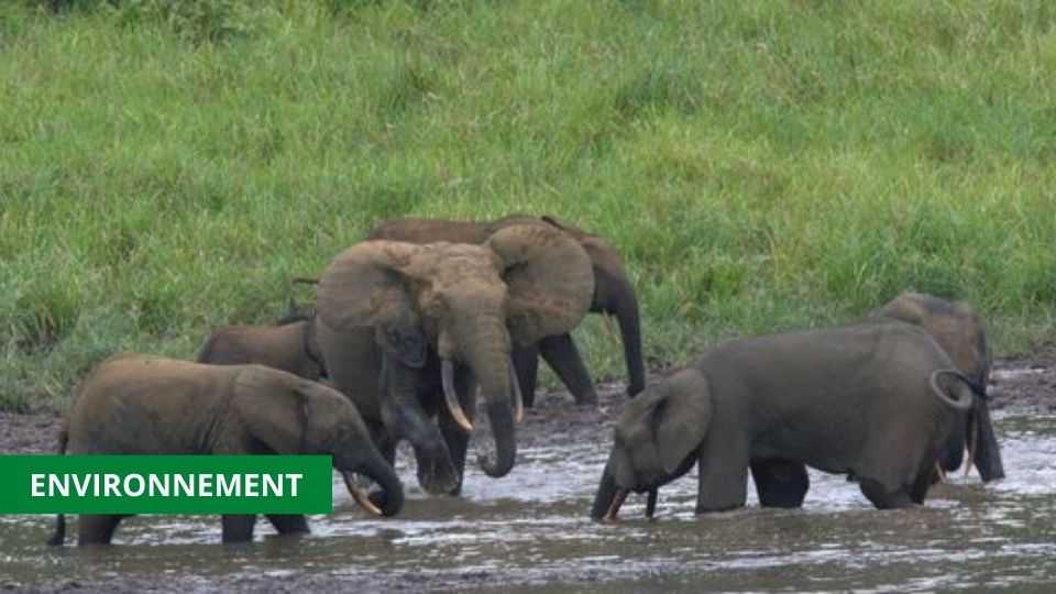 Medias241.com-GABON-AU GABON, LES ÉLÉPHANTS PROTÉGÉS PAR LE SOUS-DÉVELOPPEMENT DU RÉSEAU ROUTIER