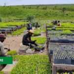 Medias241.com-GBAON-GABON : 97 000 HECTARES DE TERRE AFFECTÉES AU CAFÉ ET À L'AGROFORESTERIE