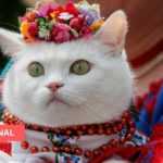 Medias241.com-GABON-GUERRE EN UKRAINE : LES CHATS ÉLEVÉS EN RUSSIE N’AURONT PLUS D’ACTES DE NAISSANCE INTERNATIONAUX