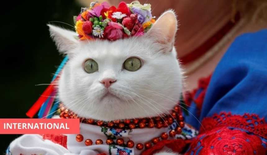 Medias241.com-GABON-GUERRE EN UKRAINE : LES CHATS ÉLEVÉS EN RUSSIE N’AURONT PLUS D’ACTES DE NAISSANCE INTERNATIONAUX