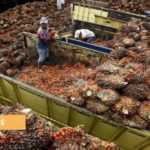 Medias241.com-GABON- LA PRODUCTION D'HUILE DE PALME EN AUGMENTATION DE 54,2% AU GABON