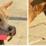 Medias241.com-GABON-FAIT DIVERS : UN FŒTUS HUMAIN TROUVÉ DANS LA GUEULE D’UN CHIEN DANS LA VILLE DE TCHIBANGA
