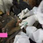 Medias241.com-GABON-LES AUTORITÉS CONFIRMENT LA PRÉSENCE DE LA GRIPPE AVIAIRE AU GABON