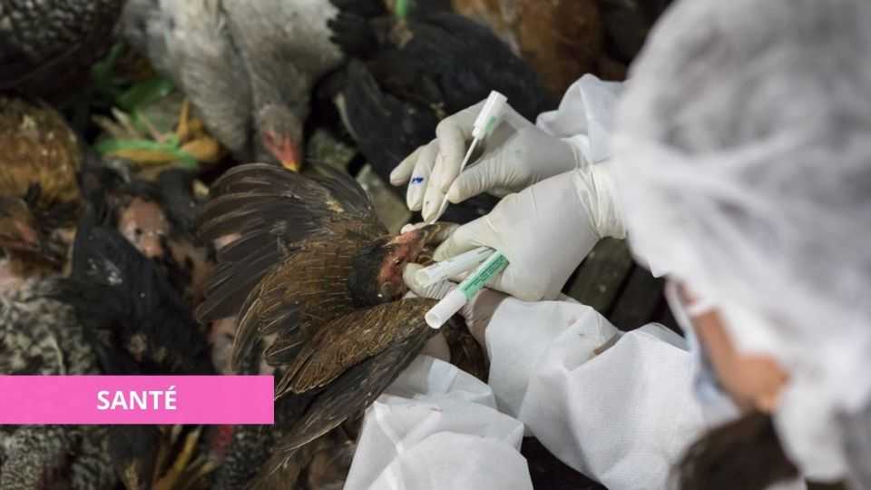 Medias241.com-GABON-LES AUTORITÉS CONFIRMENT LA PRÉSENCE DE LA GRIPPE AVIAIRE AU GABON