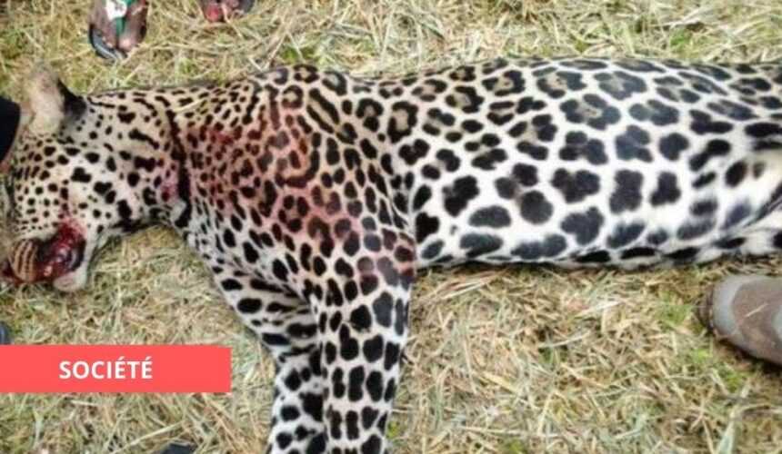 Medias241.com-GABON-SOCIÉTÉ : LA PANTHÈRE TUEUSE DE CHIENS À IBOUNDJI A ÉTÉ ABATTUE