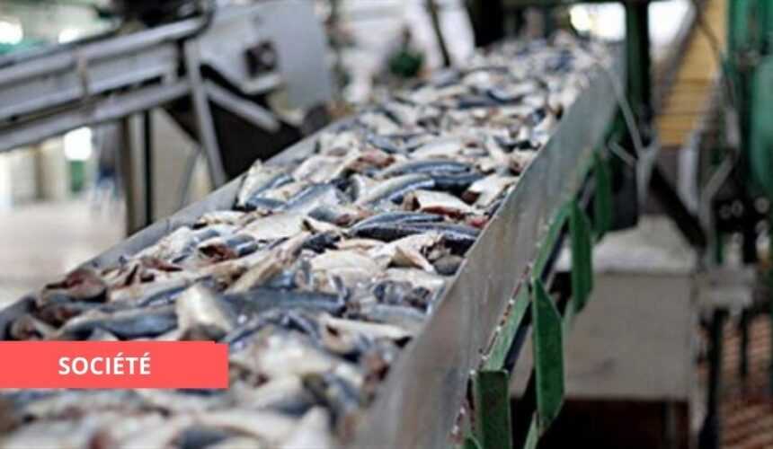 Medias241.com-GABON-LE GABON ENVISAGE CONSTRUIRE UNE USINE DE TRANSFORMATION DU POISSON