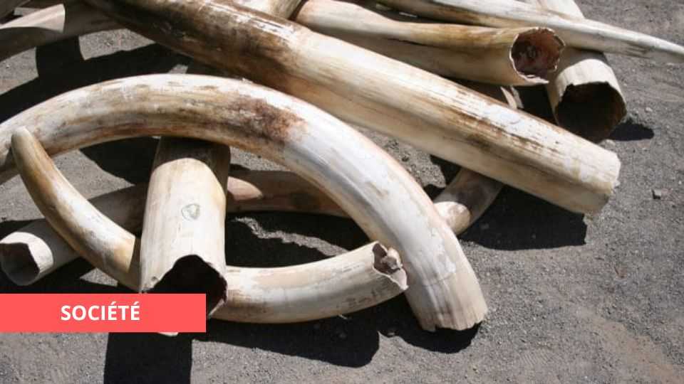Medias241.com-GABON-FAIT DIVERS : LES 100KG DE POINTES D’IVOIRE VOLÉES AU TRIBUNAL DE LAMBARÉNÉ ENFIN RETROUVÉES