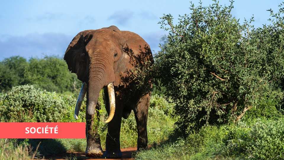 Medias241.com-GABON-MAKOUKOU: UN CHASSEUR TUÉ PAR UN ÉLÉPHANT DANS LA BROUSSE.