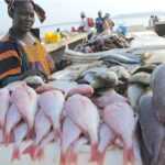 Medias241.com-GABON-Pêche : le secteur tâtonne encore avec 400 millions de FCFA d’exportation au 1er trimestre 2022