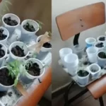Medias241.com-GABON-Ustm : découverte de cannabis dans une chambre du campus universitaire