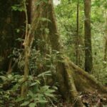 Medias241.com-GABON-Environnement : Gabon va bientôt lancer la plus grande émission d’obligations vertes en Afrique