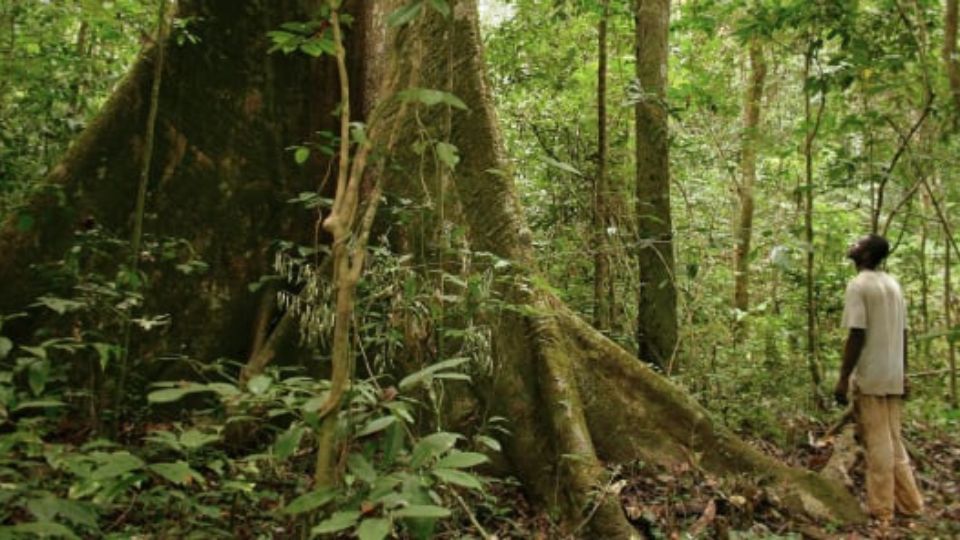 Medias241.com-GABON-Environnement : Gabon va bientôt lancer la plus grande émission d’obligations vertes en Afrique
