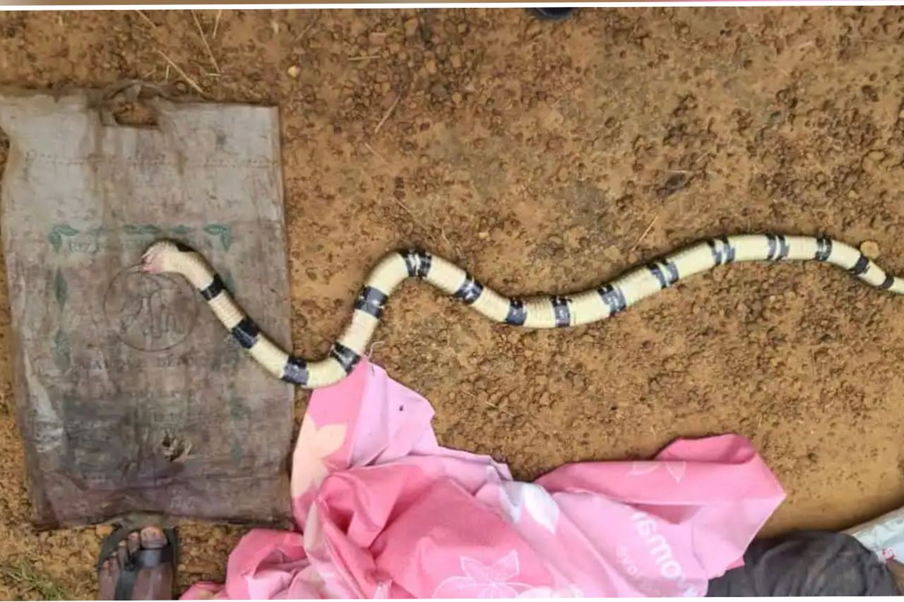 Medias241.com-GABON-Nyanga : Un ressortissant congolais décède après une morsure de serpent