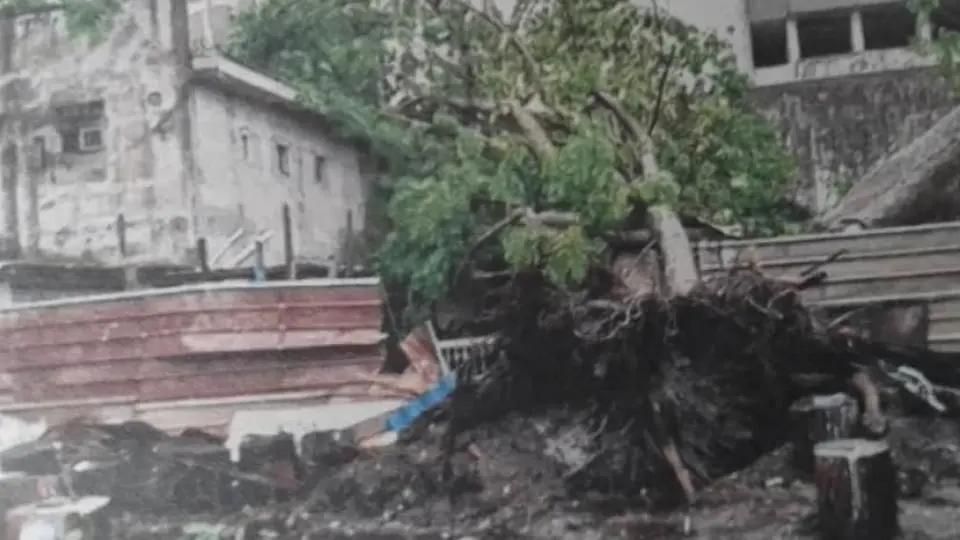 Medias241.com-GABON-Fait divers: 4 maisons en ruine après l’effondrement d’un arbre