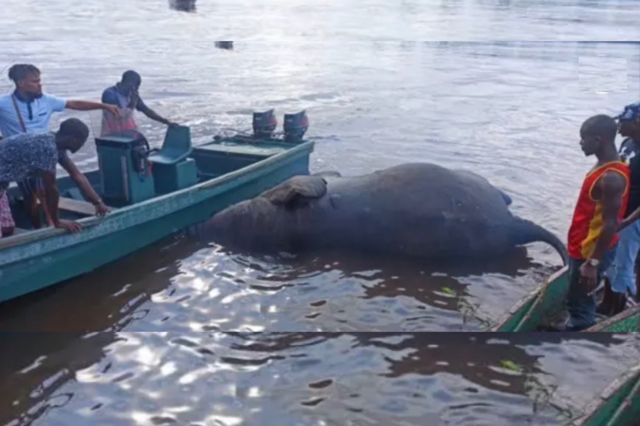 Medias241.com-GABON-Fait divers : Un éléphant retrouvé mort dans l’Ogooué à Lambaréné