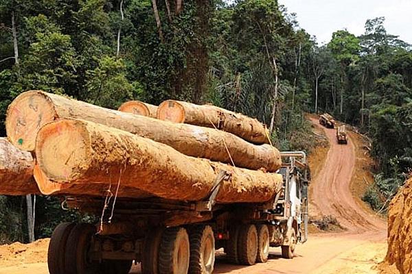 Medias-Gabon-Routes : Bilie-By-Nze veut faire « payer » les forestiers