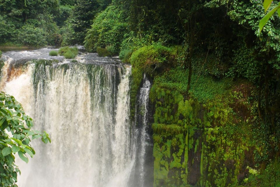 Medias241.com-GABON-One Forest summit : Pourquoi le Gabon est le pays hôte par excellence pour co-organiser ce Sommet ?