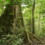 Medias241.com-GABON-Gabon :La gestion durable des forêts, un enjeu au profit des générations futures