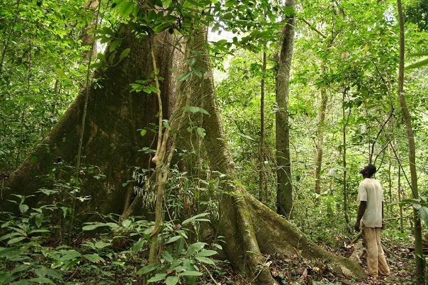 Medias241.com-GABON-Gabon :La gestion durable des forêts, un enjeu au profit des générations futures