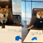 Medias241.com-GABON-International: Elon Musk nomme son chien PDG de Twitter.