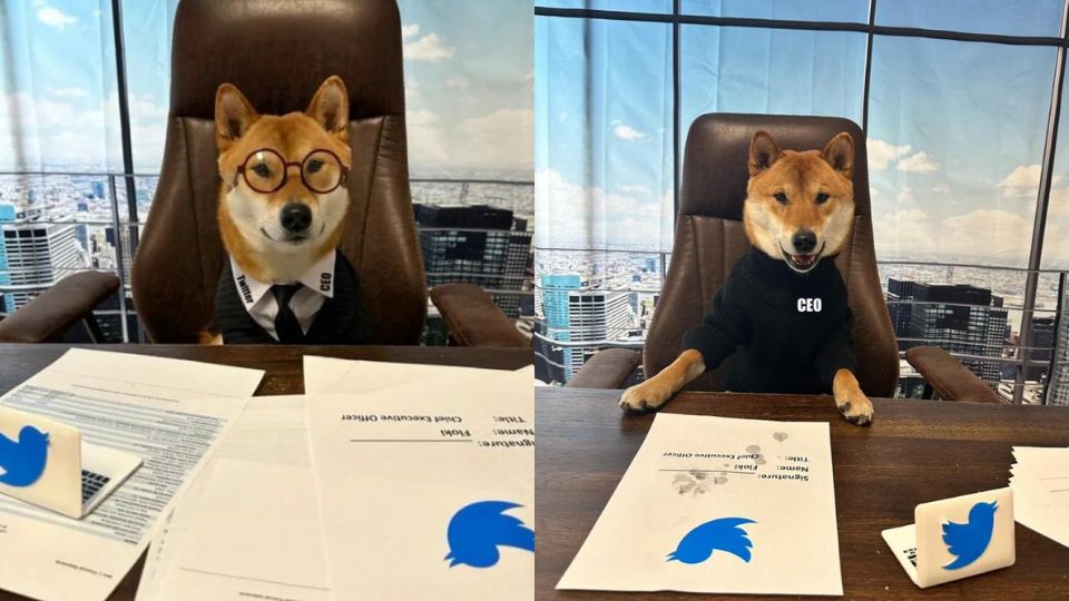 Medias241.com-GABON-International: Elon Musk nomme son chien PDG de Twitter.