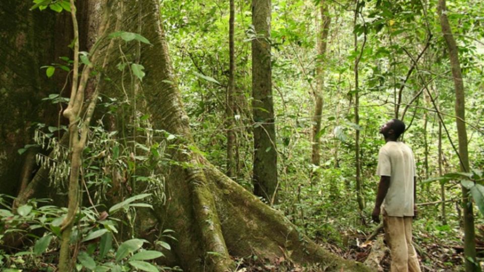 Medias241.com-GABON-One Forest Summit : Pourquoi est-il essentiel de prendre soin de la forêt gabonaise ?