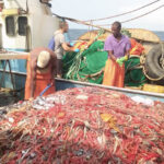 Medias241.com-GABON-Gabon : probable reprise de la pêche des crevettes cette année