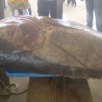 Medias241.com-Gabon-Gabon : un mérou de 138 kg capturé aux larges de Libreville