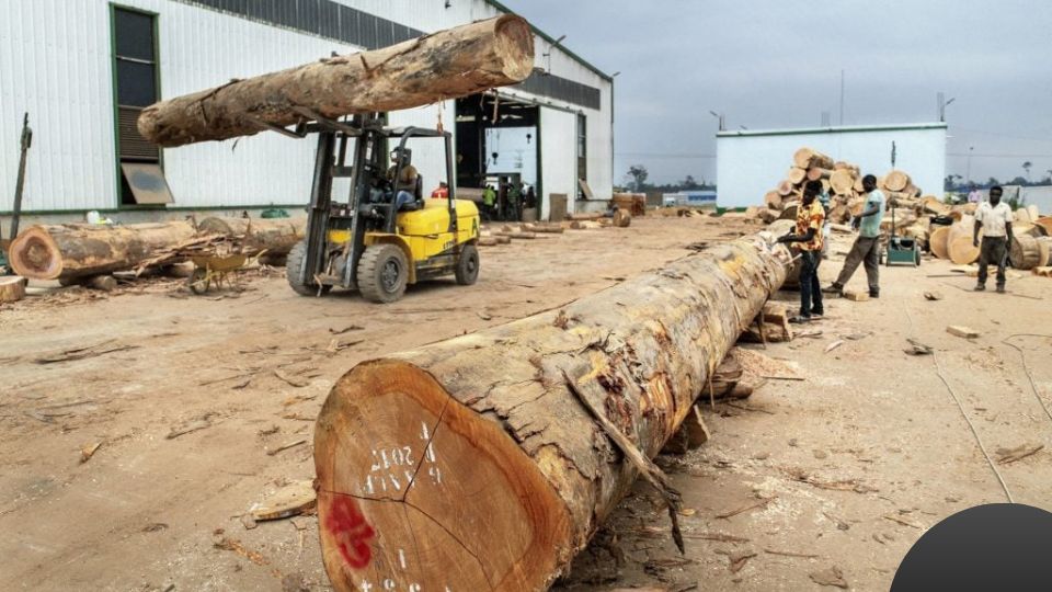 Medias241.com-Gabon-L'industrie du bois : Une contribution majeure à l'économie gabonaise de 2018 à 2022