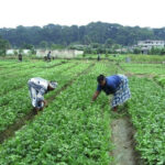 Medias241.com-GABON-l'IGAD : Un engagement fort en faveur de l’agriculture gabonaise