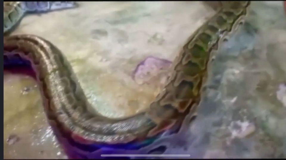 Medias241.com-Gabon-Port-Gentil : Un serpent surgit dans une église en pleine veillée de prière