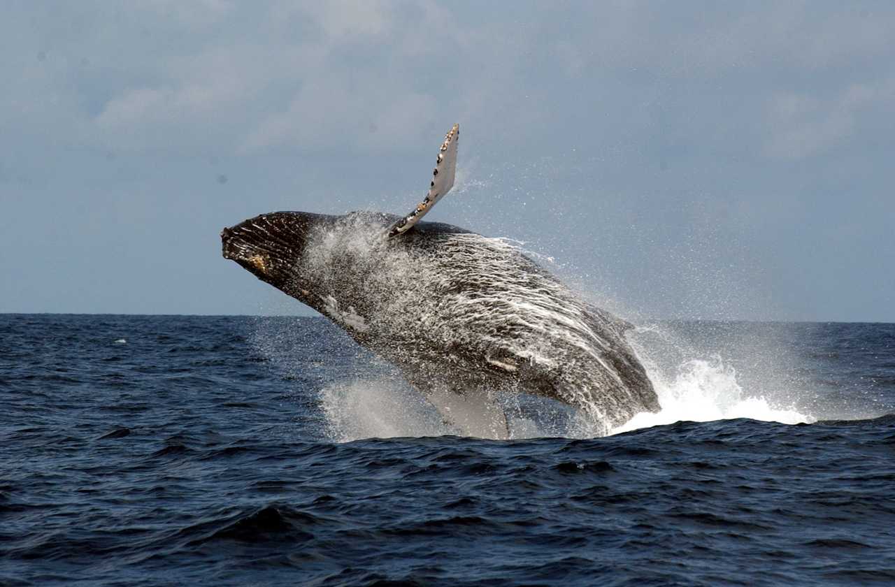 Medias241.com-GABON-Conservation marine : le Gabon réussit l’exploit d’un échange dette-nature de 436 millions de dollars